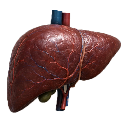 Liver
